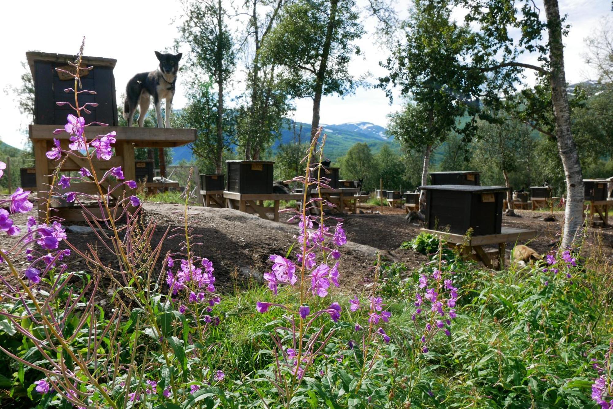 Huskylodge * Bardu