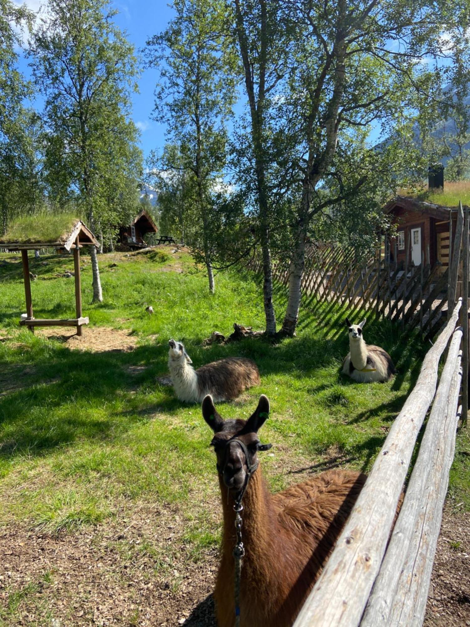 Chalet Huskylodge Bardu