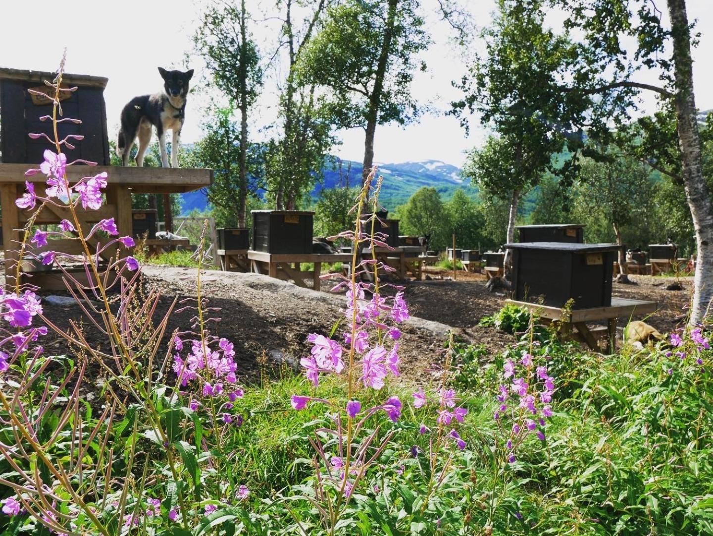 Huskylodge